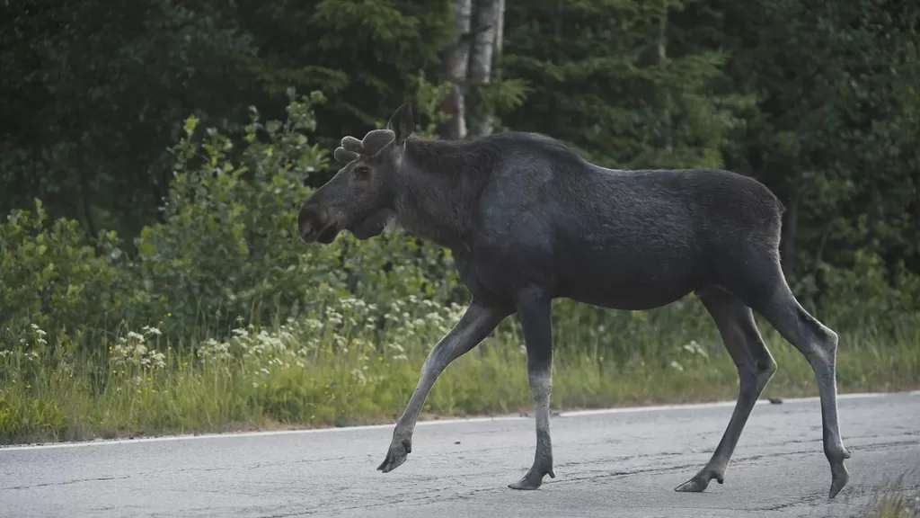 Auto Bild Suomi